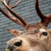 Fresh taxidermy head of a big red stag.