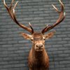 Fresh taxidermy head of a big red stag.