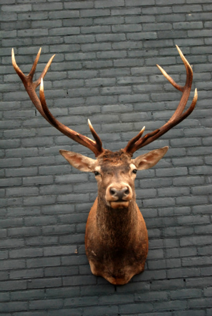 Fresh taxidermy head of a big red stag.