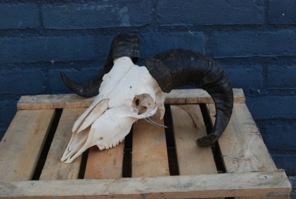 2 skulls of a small ouassant ram.