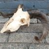 Skull of a blue wildebeest, mounted on a hard wooden panel.