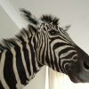 Shouldermount van een zebra. Zebrakop.