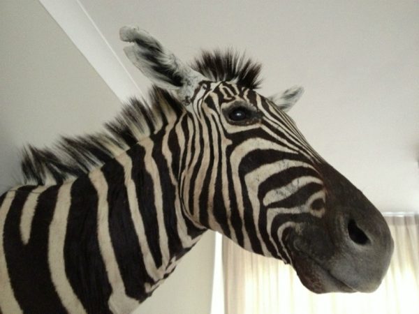 Shouldermount van een zebra. Zebrakop.