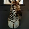 Stuffed head of a zebra. Zebra head.