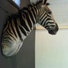 Opgezette zebrakop, kop van een zebra.