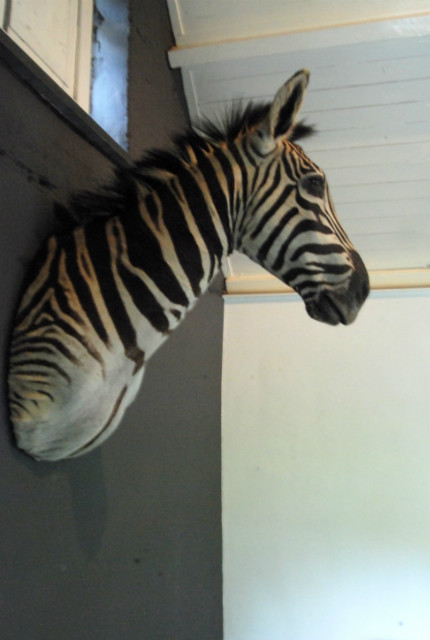Opgezette zebrakop, kop van een zebra.
