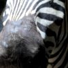 Stuffed head of a zebra. Zebra head.