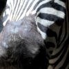 Opgezette zebrakop, kop van een zebra.