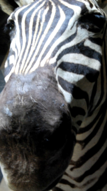 Stuffed head of a zebra. Zebra head.