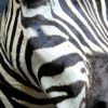 Stuffed head of a zebra. Zebra head.