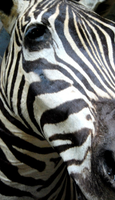 Stuffed head of a zebra. Zebra head.