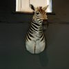 Opgezette kop van een zebra. Geprepareerde zebrakop.