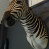 Opgezette kop van een zebra. Geprepareerde zebrakop.