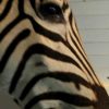 Nice mounted head of a zebra. Zebra head, taxidermy.