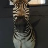 Opgezette kop van een zebra. Geprepareerde zebrakop.