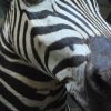 Nice mounted head of a zebra. Zebra head, taxidermy.