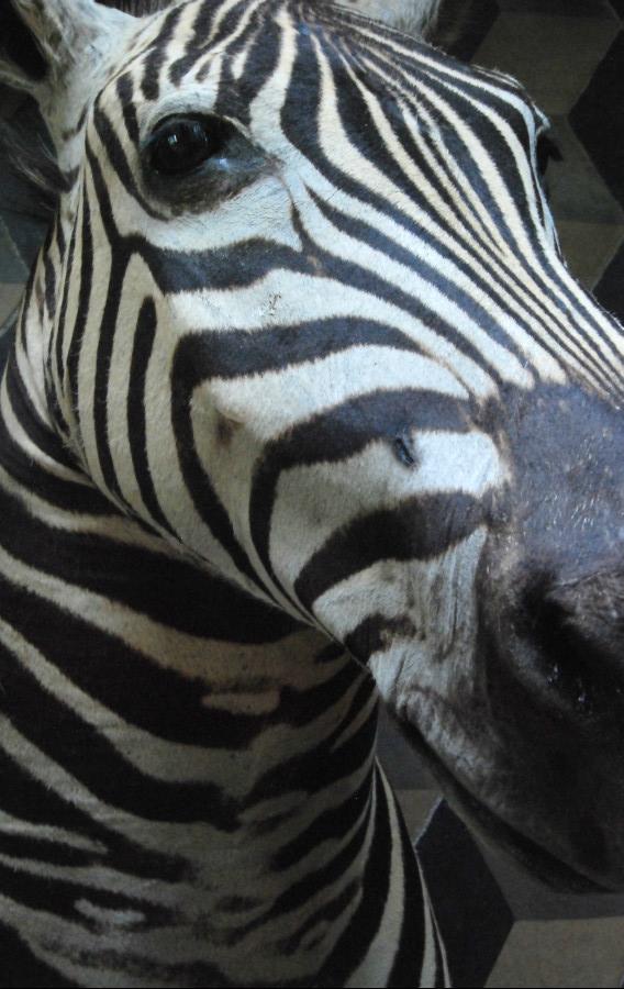 Nice mounted head of a zebra. Zebra head, taxidermy.