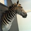 Opgezette kop van een zebra. Geprepareerde zebrakop.