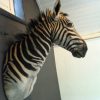 Nice mounted head of a zebra. Zebra head, taxidermy.