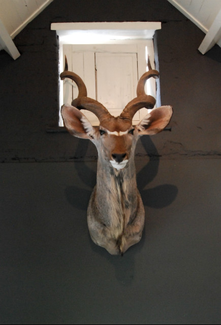 Nice trophy head of a big kudu bull.