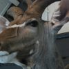 Nice trophy head of a big kudu bull.