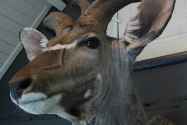 Nice trophy head of a big kudu bull.