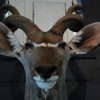 Nice trophy head of a big kudu bull.