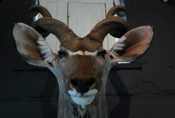 Nice trophy head of a big kudu bull.