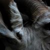 Nice trophy head of a big kudu bull.