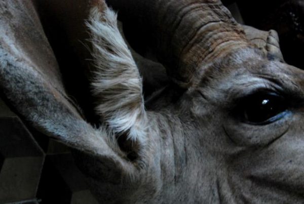 Nice trophy head of a big kudu bull.