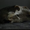 Big skull of a polar bear. Polar bear skull.