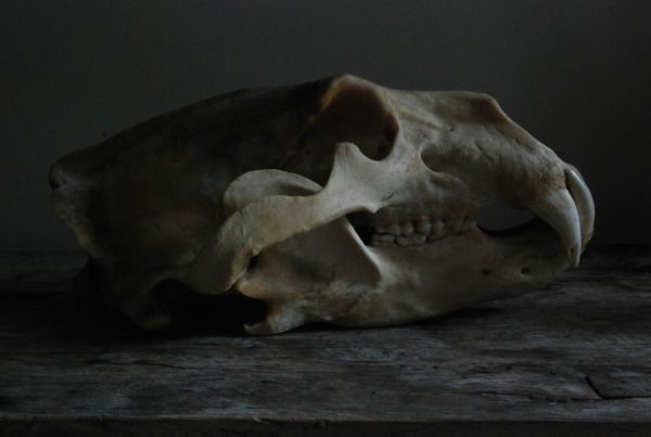 Big skull of a polar bear. Polar bear skull.