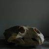 Big skull of a polar bear. Polar bear skull.