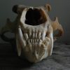 Grote schedel van een ijsbeer. ijsbeerschedel.