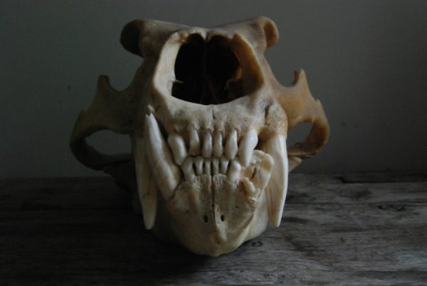 Big skull of a polar bear. Polar bear skull.