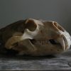 Big skull of a polar bear. Polar bear skull.