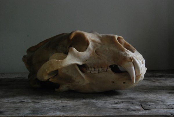 Big skull of a polar bear. Polar bear skull.