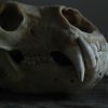 Big skull of a polar bear. Polar bear skull.