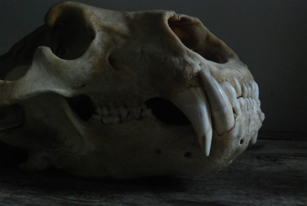 Big skull of a polar bear. Polar bear skull.