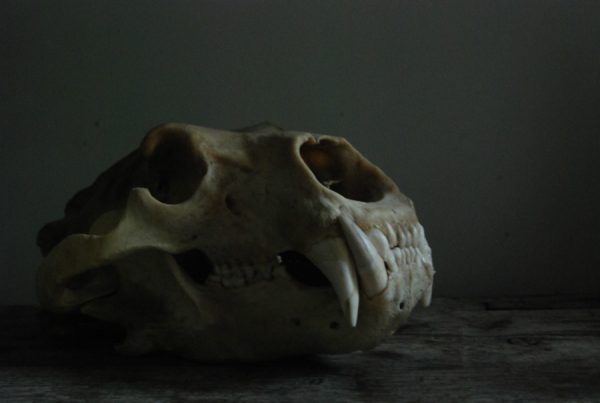 Big skull of a polar bear. Polar bear skull.