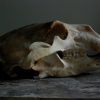 Complete schedel van een ijsbeer.