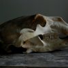 Big skull of a polar bear. Polar bear skull.