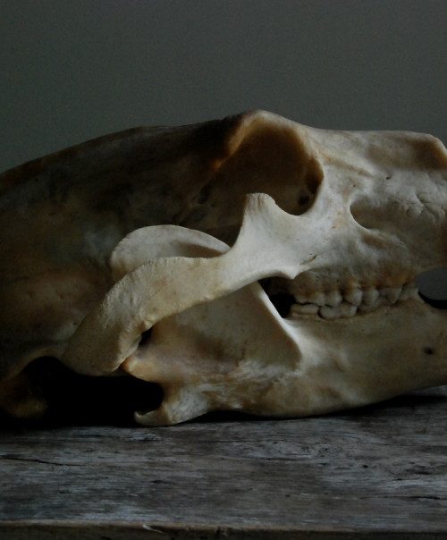 Grote schedel van een ijsbeer. ijsbeerschedel.