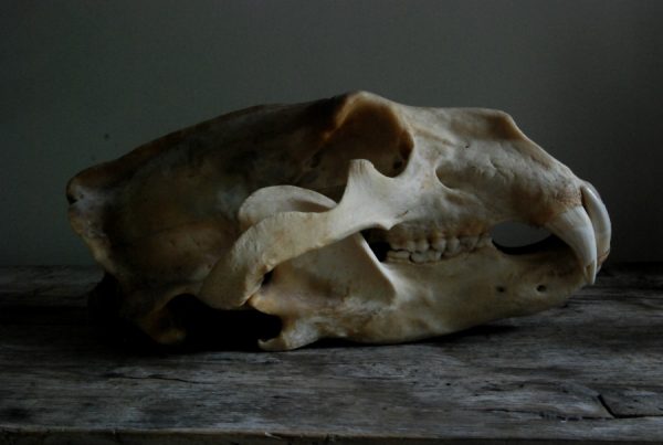 Big skull of a polar bear. Polar bear skull.