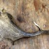 Antlers of fallow deer.