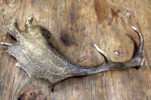 Antlers of fallow deer.