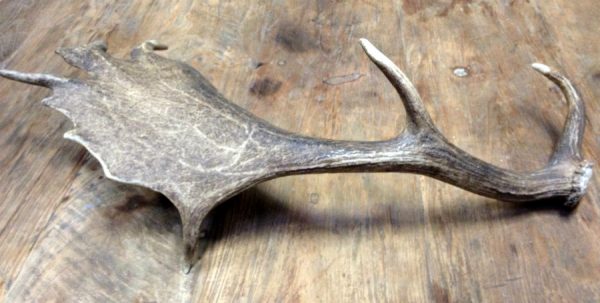 Antlers of fallow deer.