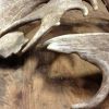 Antlers of fallow deer.