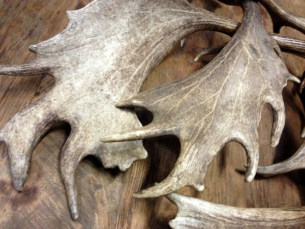 Antlers of fallow deer.