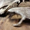 Antlers of fallow deer.